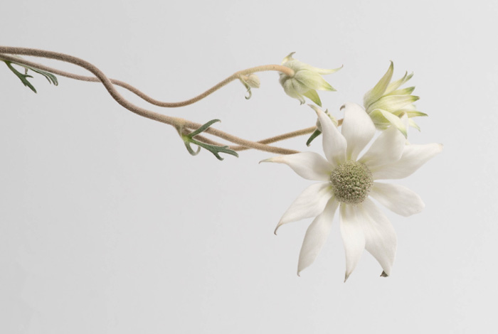 Australian Flannel flower