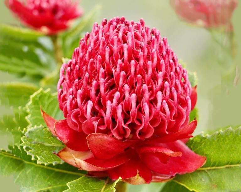 Waratah, New South Wales, Australia emblem